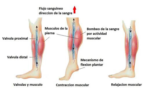 Cómo prevenir varices con los calcetines de compresión INDESmed